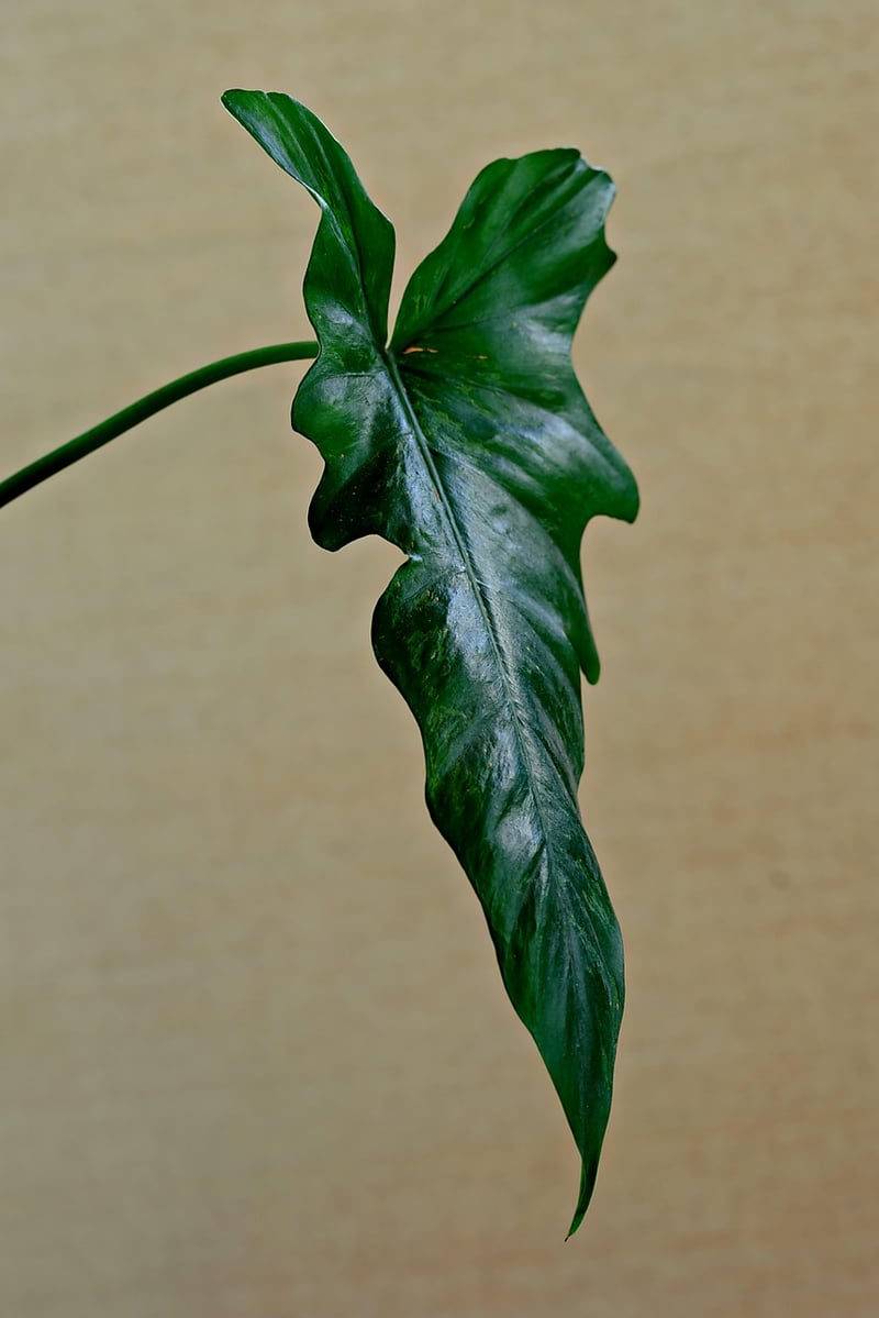 Indoor greenery