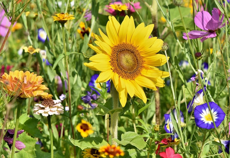 Gardening Image