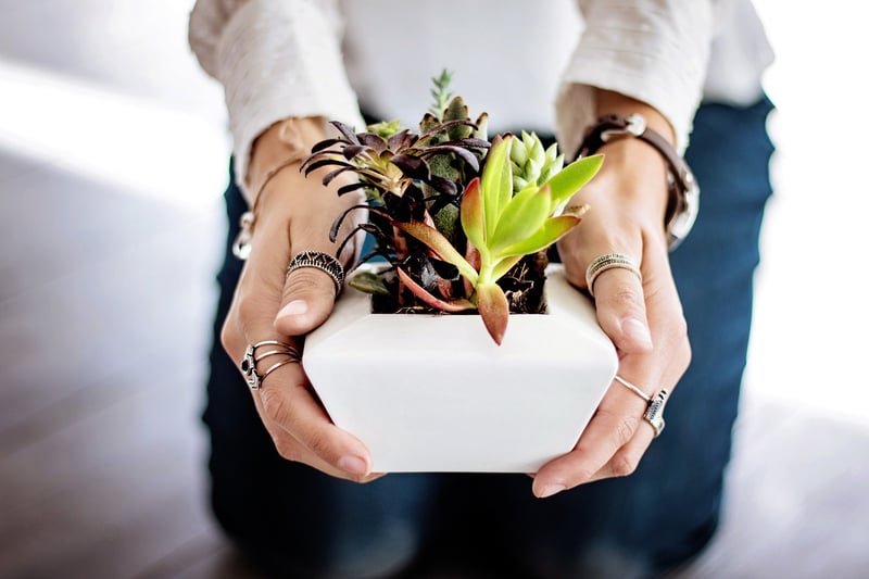 Healthy Plants
